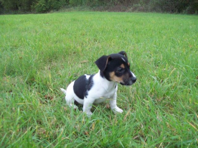 Hotsell Jack Russel Welpen