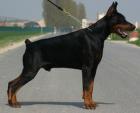 Reine Rasse Dobermann Welpen jetzt verfügbar